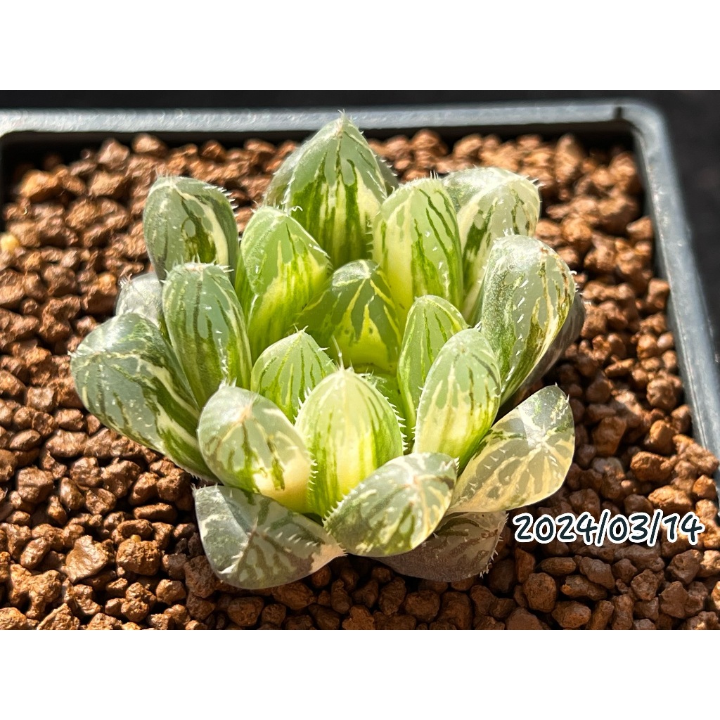 03/14 玉露錦實生 多肉植物 阿福花科 十二卷屬 創畝多肉