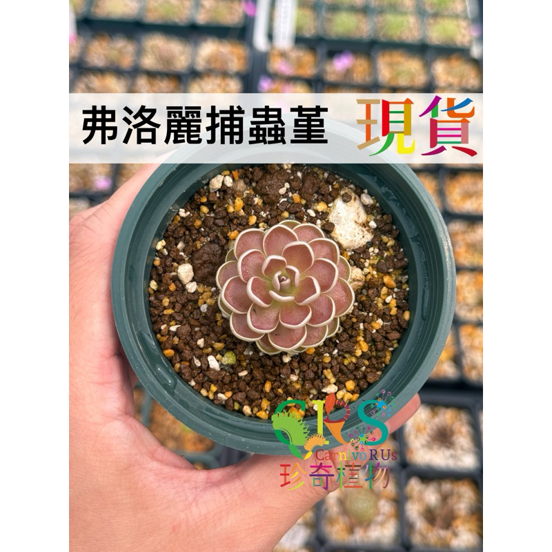 弗洛麗 弗洛里 捕蟲堇 Florian 含盆 食蟲 捕蟲 食蟲植物﹝珍奇植物 CarnivoRUs﹞