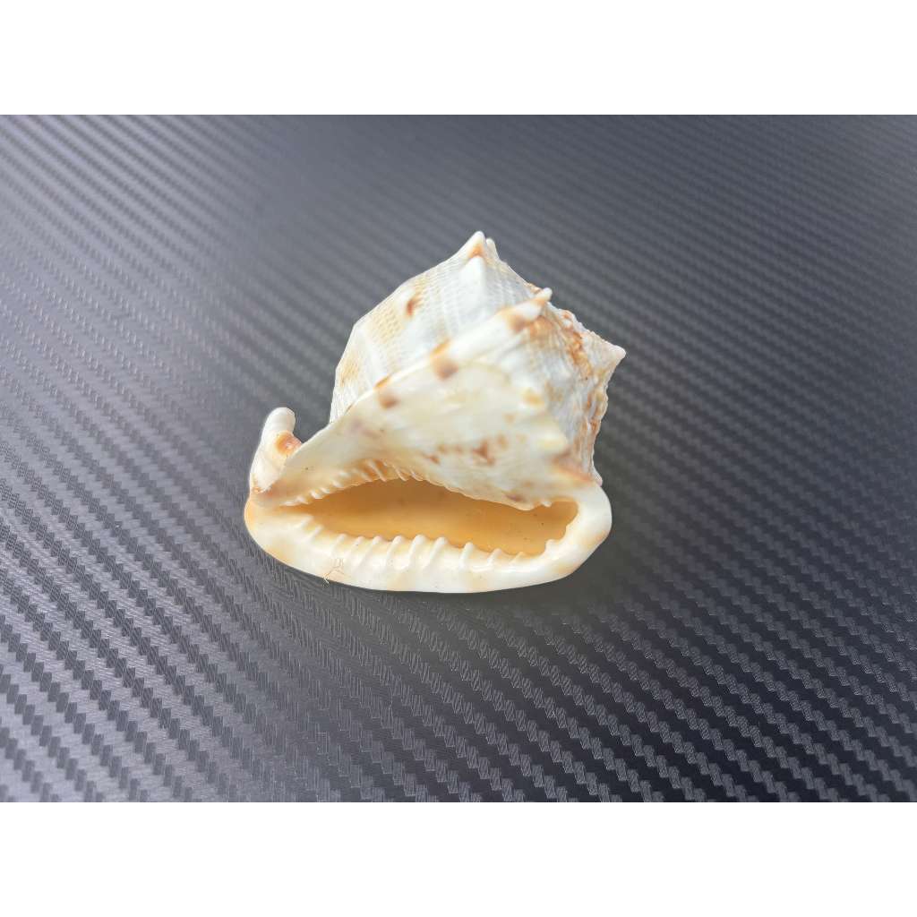 [大象貝殼屋] 唐冠螺 貝殼 (約6公分) 魚缸裝飾 水族箱裝飾