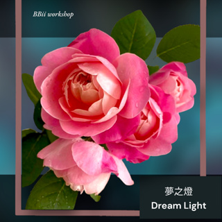 （大花~荔枝香~）夢之燈 Dream Light 玫瑰花 / 6吋盆扦插苗 / 植株盆栽