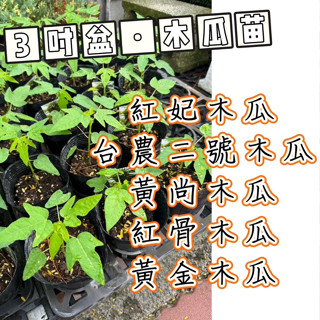 田尾玫瑰園 | 【全品種木瓜苗】紅妃木瓜、臺農二號木瓜、黃尚木瓜、紅骨木瓜、黃金木瓜 l 水果苗 果樹 番木瓜