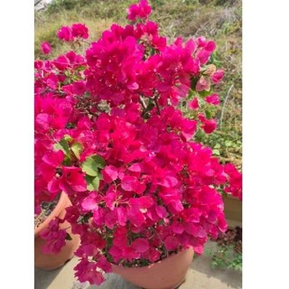 特殊品種7吋大盆<西瓜紅/消暑又鮮甜多汁>唯美仙系 九重葛/三角梅 一盆一枝樹枝苗含盆 植栽盆栽花盆好心情