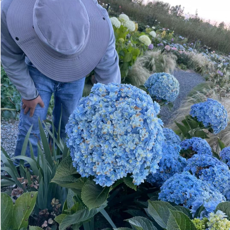 💯正品【進口超大繡球種子】大花繡球種子 繡球花種子 無盡夏繡球  四季開花 易養活 七彩繡球花種子 露台花園種植花卉種子