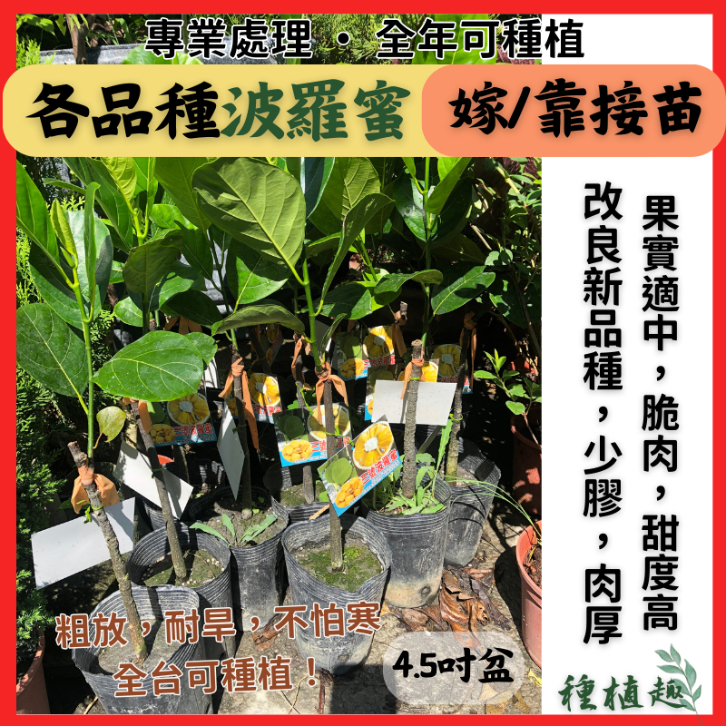 ［種植趣］新品種 波羅蜜 少膠 嫁接苗 泰8 金紅 紅娘 夢尖 J33 泰皇 無憂3號 泰君 泰妃 麻糬 哈密瓜 果樹