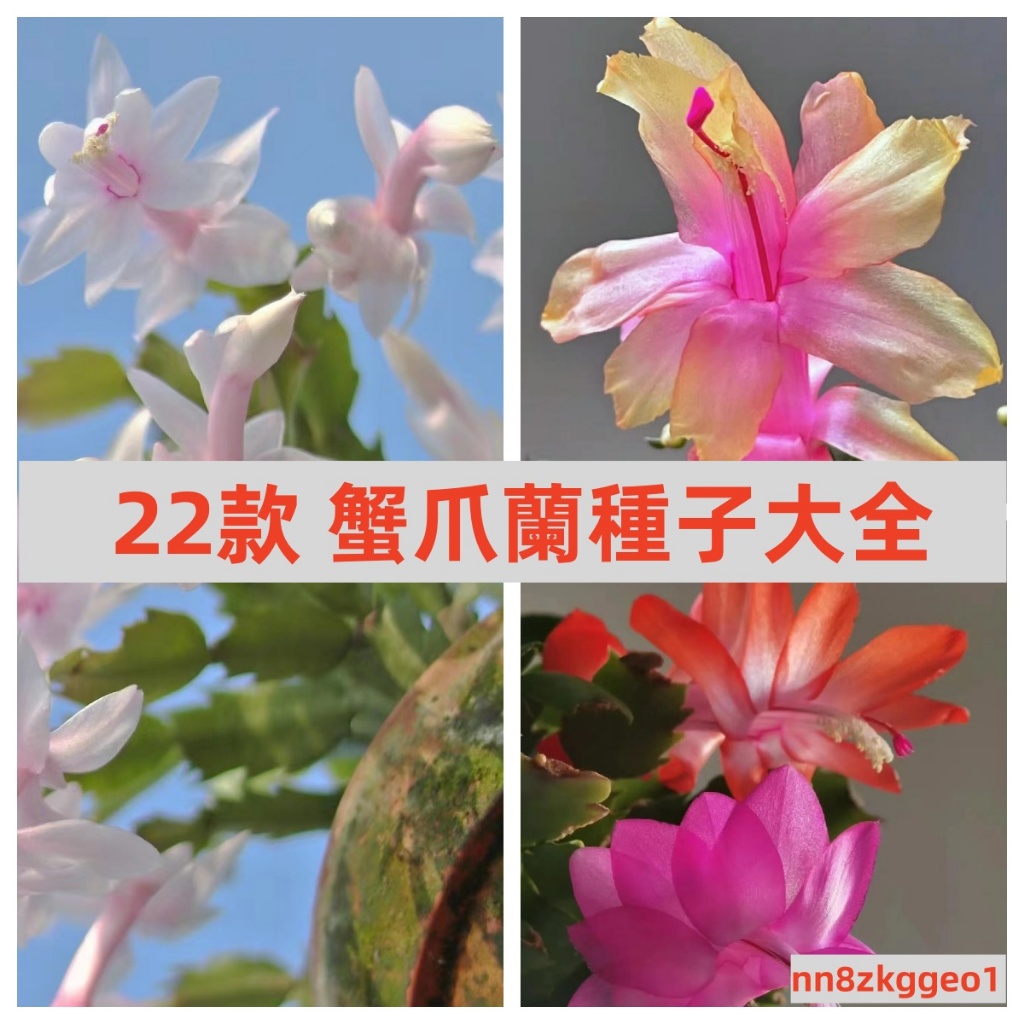 🔥【重瓣大花蟹爪蘭種子】多色 四季開花陽臺品種種子 進口種子 花卉種子大全 易養易活