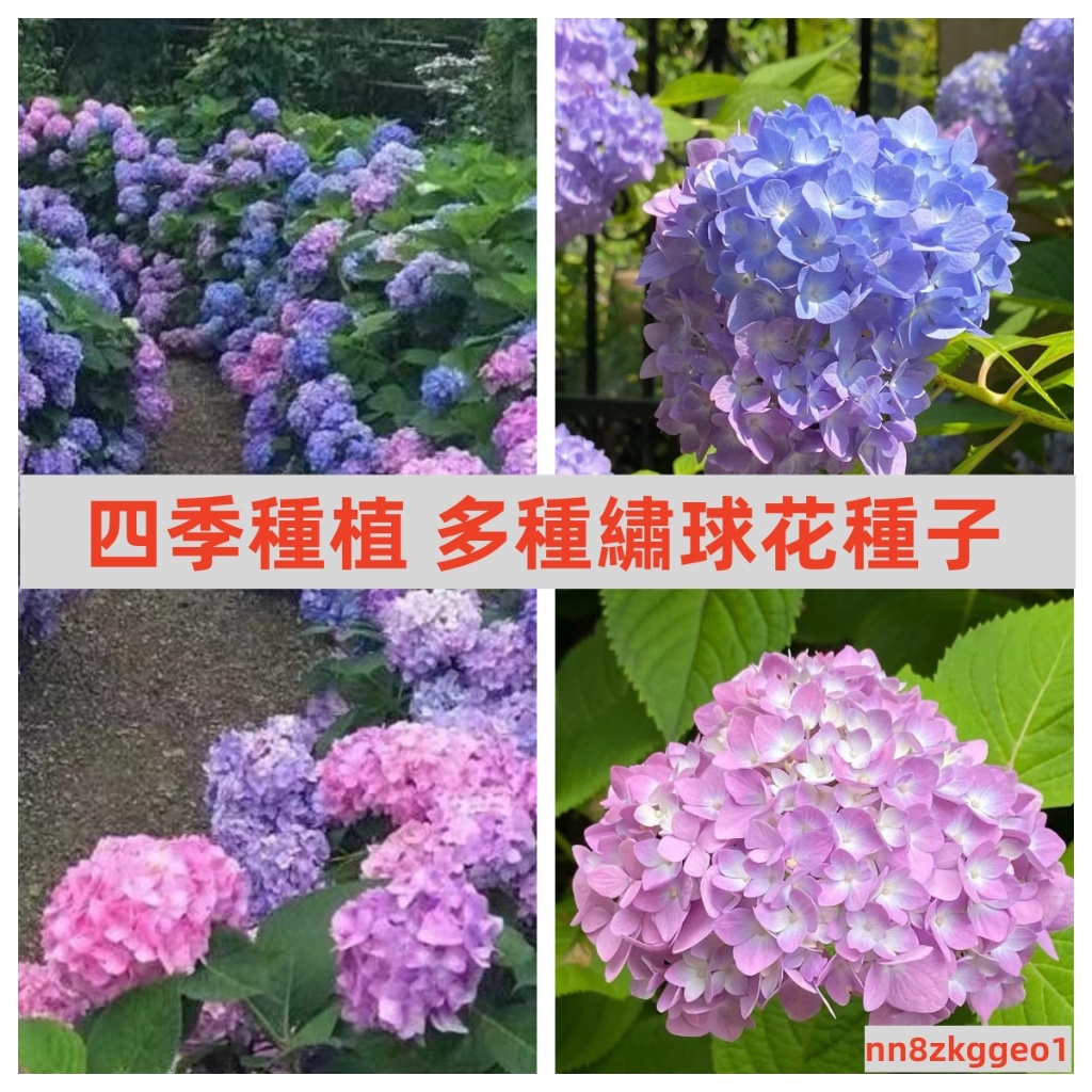 🔥【台灣繡球花種子】 無盡夏繡球花種子 盆栽 花卉種子 植物室內 陽臺 四季播開花不斷包對版