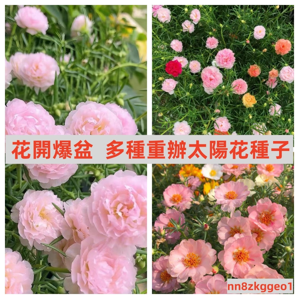 🔥台灣💋太陽花種子 重瓣混色 松葉牡丹 易活 太陽花 花卉種子 四季開花種子