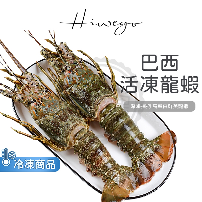 HIWEGO 生凍龍蝦520g±10%  野生捕撈 活龍蝦 生凍 海鮮 燒烤 火鍋 露營 團購 批發