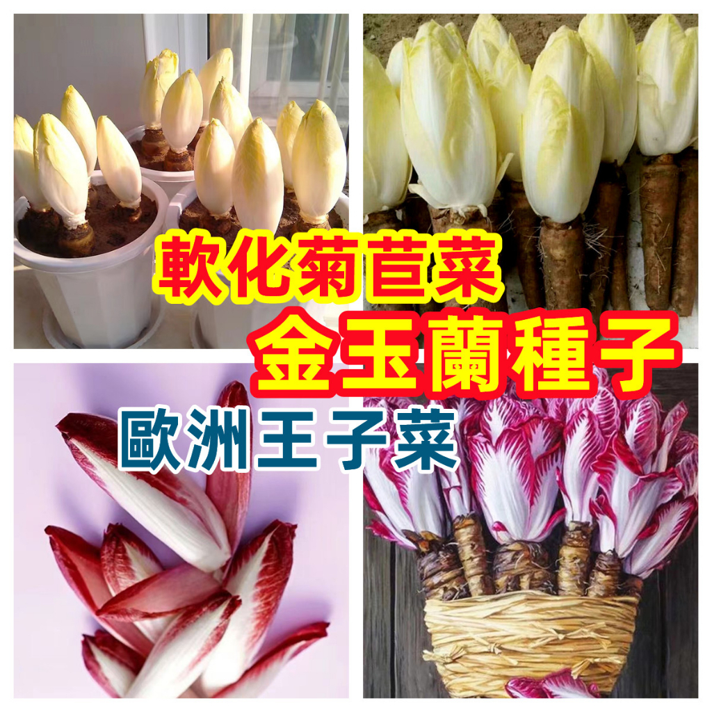 🔥【金玉蘭菜種子】軟化菊苣菜歐洲王子菜 高鈣紫 玉蘭白 玉蘭黃 玉蘭菜蔬菜種子 四季多年生 陽台庭院菜園種植金玉蘭菜種子