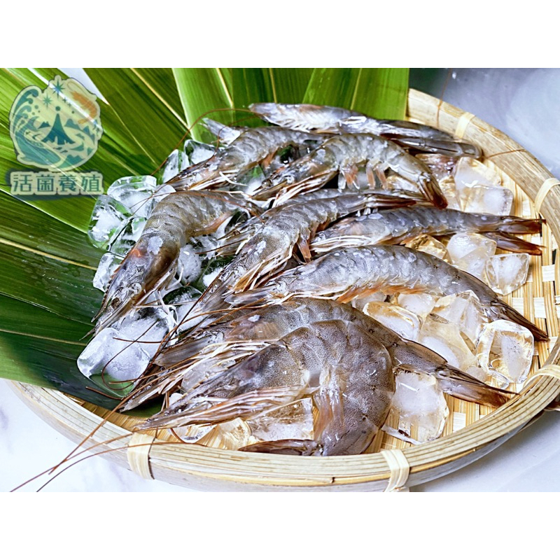 ［南洋魚販售所·活菌養殖］白蝦 帶殼 現撈 新鮮 蝦 海鮮
