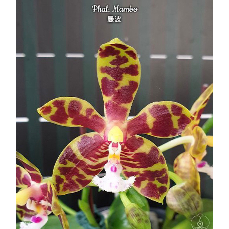 Phal. Mambo香花、斑花蝴蝶蘭