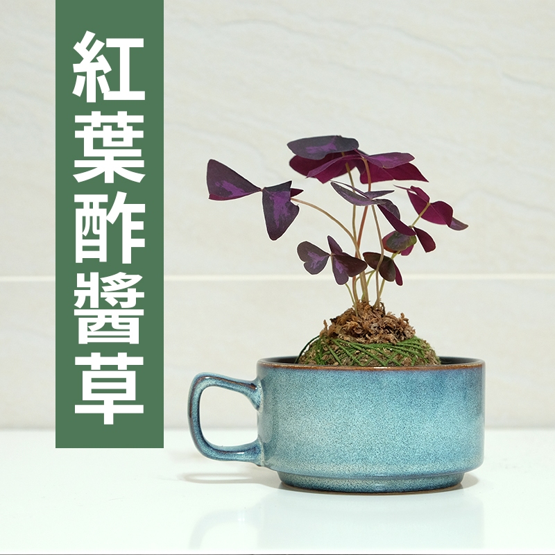 【黑日京植物】紅葉酢醬草植物球含盆 室內植物 辦公室植物