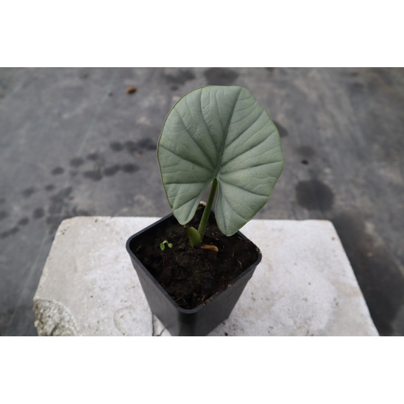 （擇優出貨，不得選貨）白皇后觀音蓮 Alocasia reginae 4吋