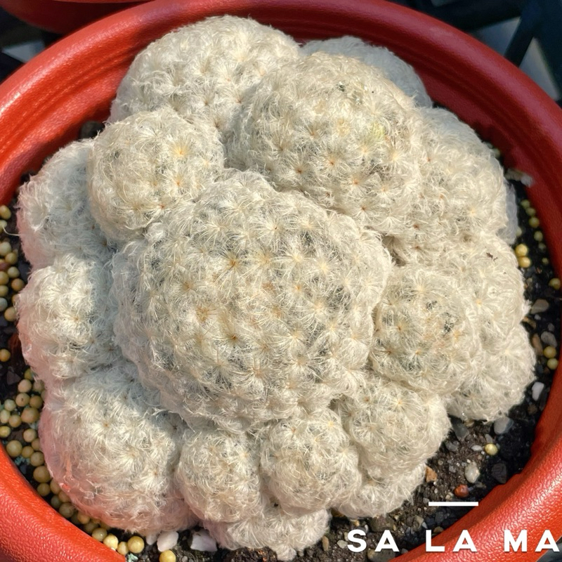 Sa La Ma多肉【白星】6吋盆 多肉植物| 仙人掌科 | 療癒植物