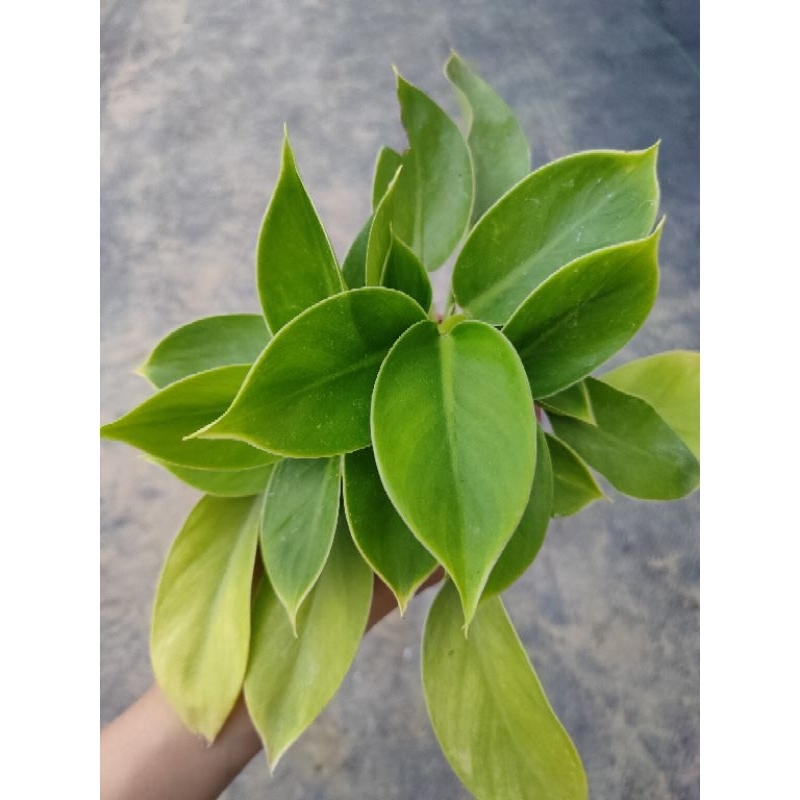 Ling's Succulent/綠帝王蔓綠絨/觀葉植物/三吋盆