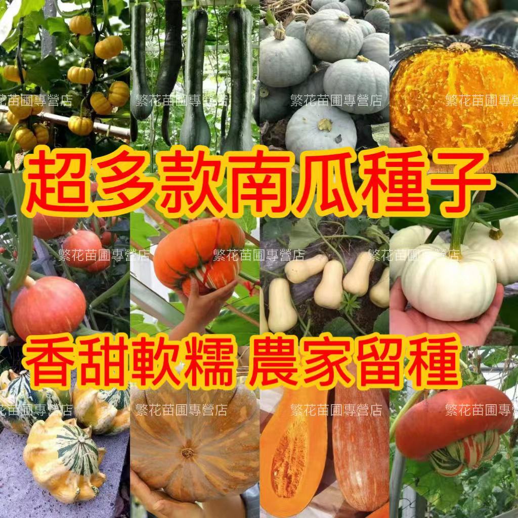 💥💥蝦皮推薦【超多款 貝貝南瓜種子 】台灣南瓜香甜軟糯 貝貝南瓜種子 菜園種植 自留貝貝南瓜種子  板栗貝貝南瓜種籽子