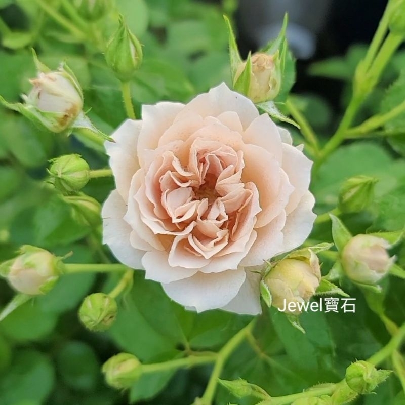 💎寶石玫瑰💎《伊織》玫瑰花苗、月季花苗，4吋盆。