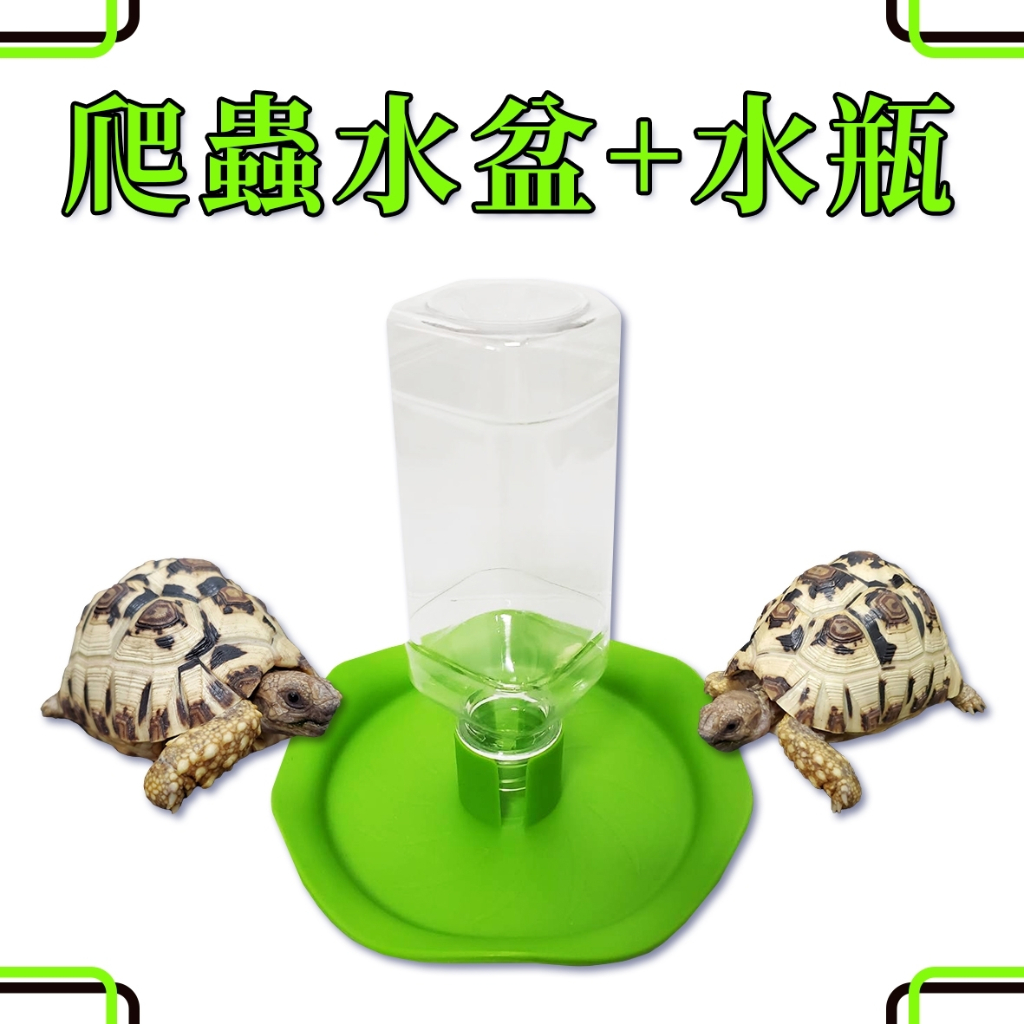 🎊🎊 水盆 補水器 水盆+水瓶 陸龜 爬蟲