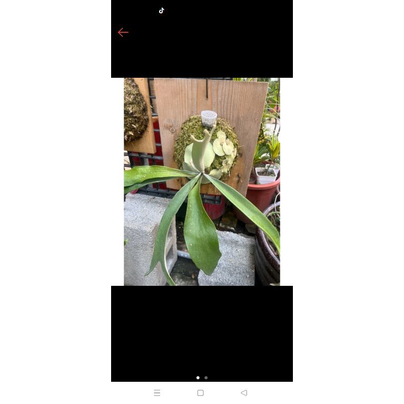 鹿角蕨檸檬小側芽出清一物一拍植物一顆