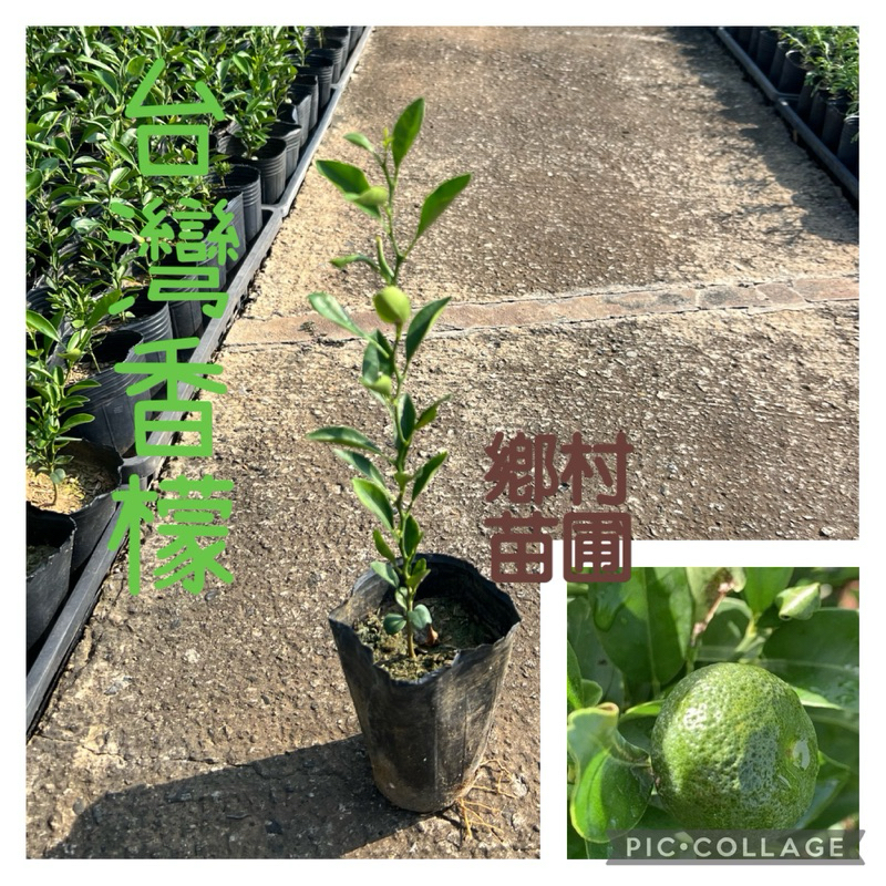 台灣香檬 (扁實檸檬) 3吋盆實生苗