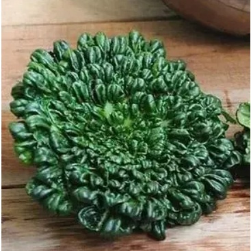 FY蔬菜種子 原裝 黃心烏種子 烏塌菜種子 四季青菜種子