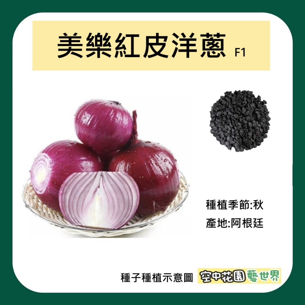 【台灣出貨 電子發票】美樂紅皮洋蔥 種子 100粒 菜籽 洋蔥 紅皮洋蔥 紫洋蔥 槲皮素 涼拌洋蔥 空中花園藝世界