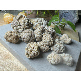 【石逐金彩JS】泰國龍宮舍利 跳出腦舍利原礦 腦舍利花(小資族收藏）