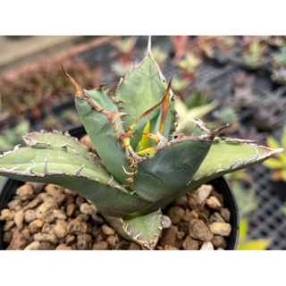 逆刺嚴龍 agave titanota 龍舌蘭 / 3.5吋 /奧莉諾多肉園