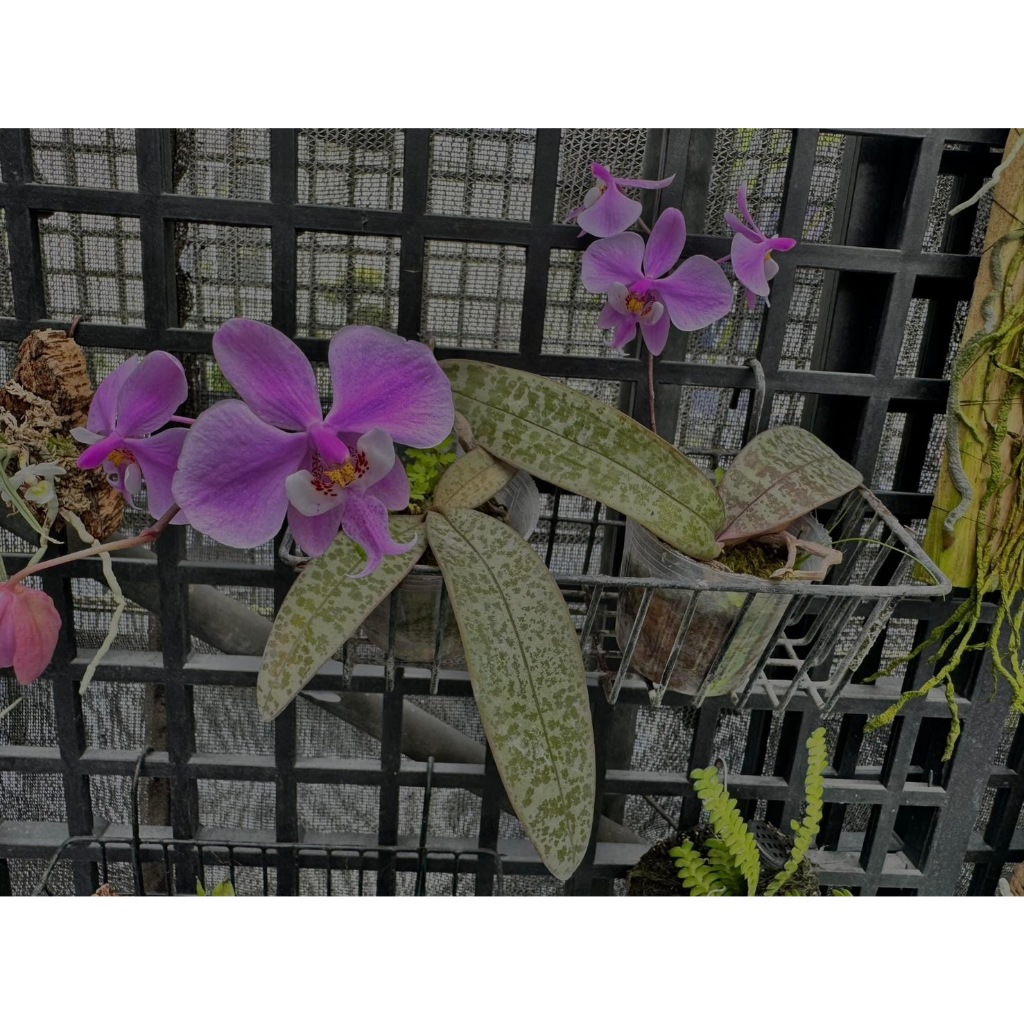 噢葉design  "Phal.schilleriana"  蘭花、塊根植物、圓葉花燭、蔓綠