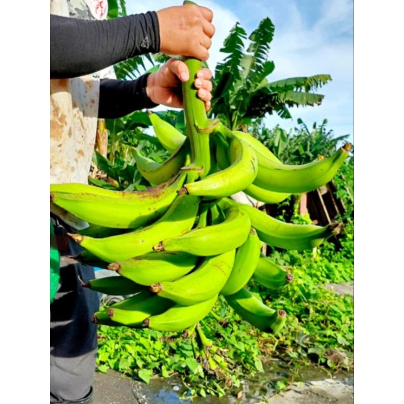 牛角蕉 煮食蕉 手臂蕉 香蕉苗