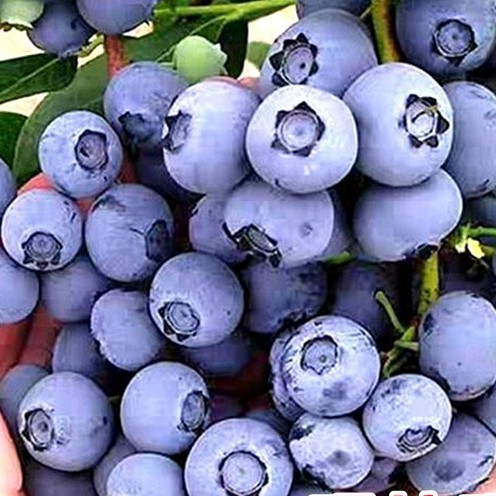 果樹種子都剋藍莓種子盆栽藍莓樹種子南方北方帶原水果種子【酷農種業】