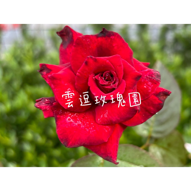 玫瑰花🌹河本.清香.紅色山丘玫瑰花🌹使用玫瑰專用土