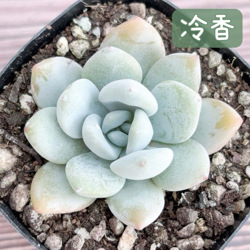 ≡植綠人生≡🌴冷香🌴韓國多肉│景天科│多肉植物│韓肉│多肉│療癒│植栽│盆栽│送禮│辦公室│陽台│