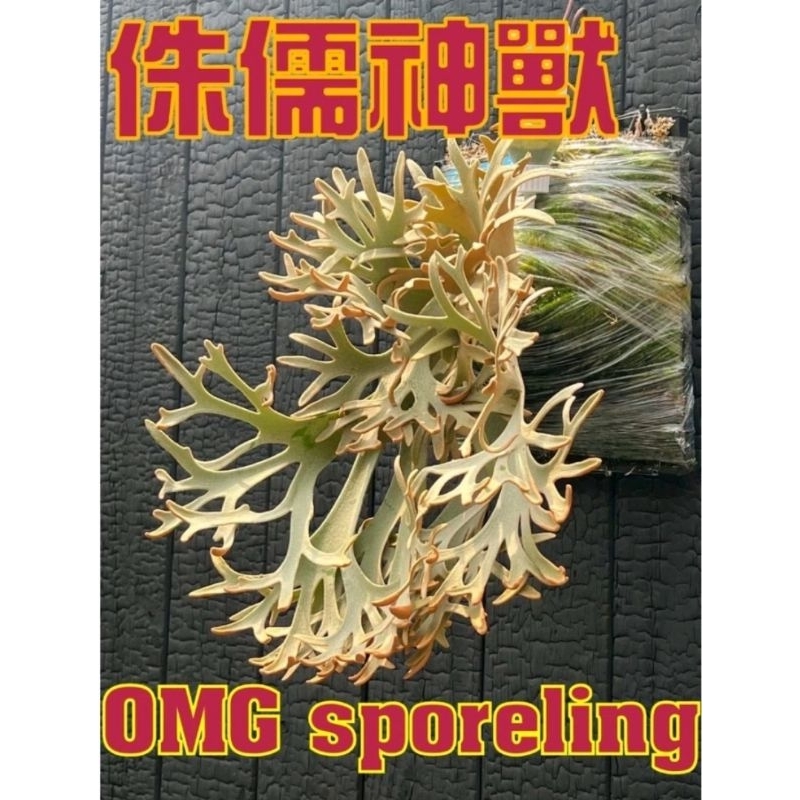 興鹿園 侏儒omg 鹿角蕨 1.5吋孢子苗(P.willinckii omg sporeling)