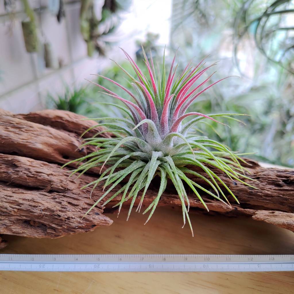 空氣鳳梨 Tillandsia ionantha var. ionantha 小精靈變異