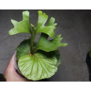 (柯比植物)亞洲猴腦 鹿角蕨 亞猴 18原生品種 亞猴鹿角蕨 大顆有手有臉 3吋盆