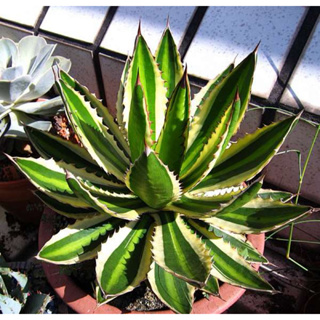 五色萬代 龍舌蘭植物Agave🐲潮流塊根植物