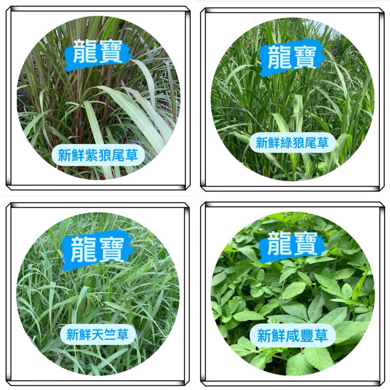 龍寶牧草🔥現貨速出🔥紫狼尾草🐇 綠狼尾草 牧草 狼尾草六號 狼尾草 天竺草 咸豐草 小金英 車前草 蒲公英 新鮮牧 兔子