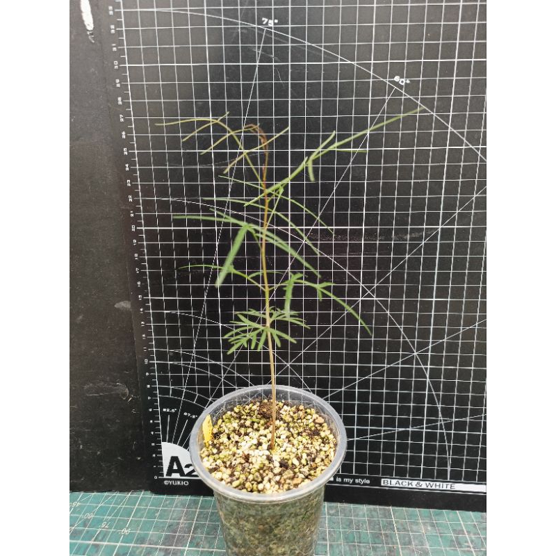 細葉裂橄（Bursera paradoxa) 實生苗