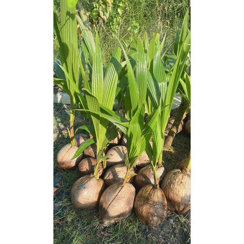 泰國矮種綠椰子🌴香水椰子