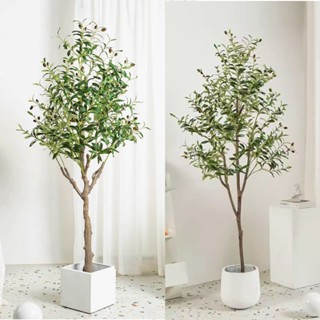 5Cgo【宅神】模擬綠植油橄欖樹假樹植物落地大型擺件客廳北歐室內櫥窗造景盆栽設計師軟裝t688111063832含稅