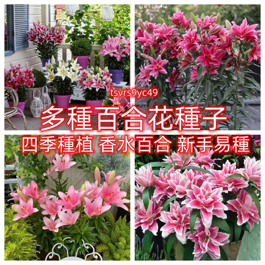 【香水百合】香水百合種子四季花卉 好養易活 綠植觀賞花卉 盆栽室內花植物種子濃香百合花種子