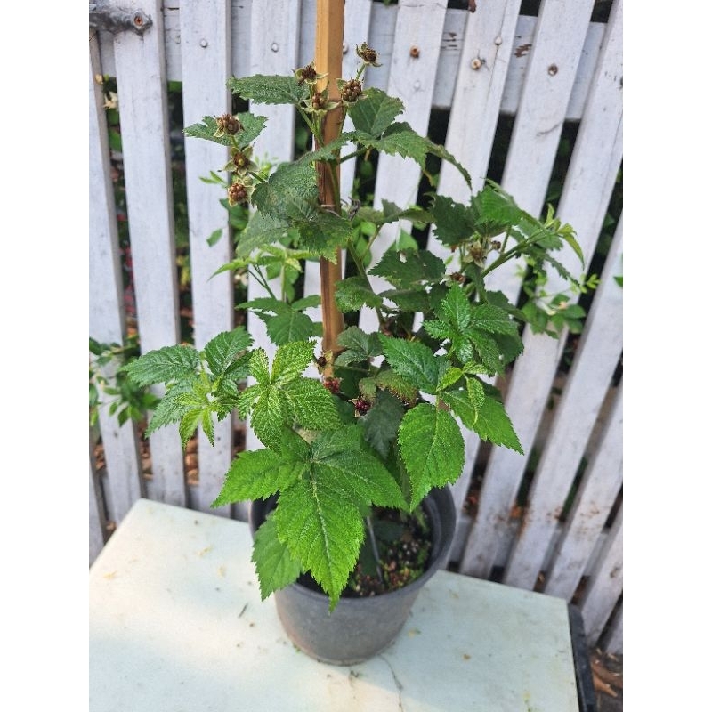 【無刺美國黑莓】大棵盆栽 蔓越莓 覆盆莓