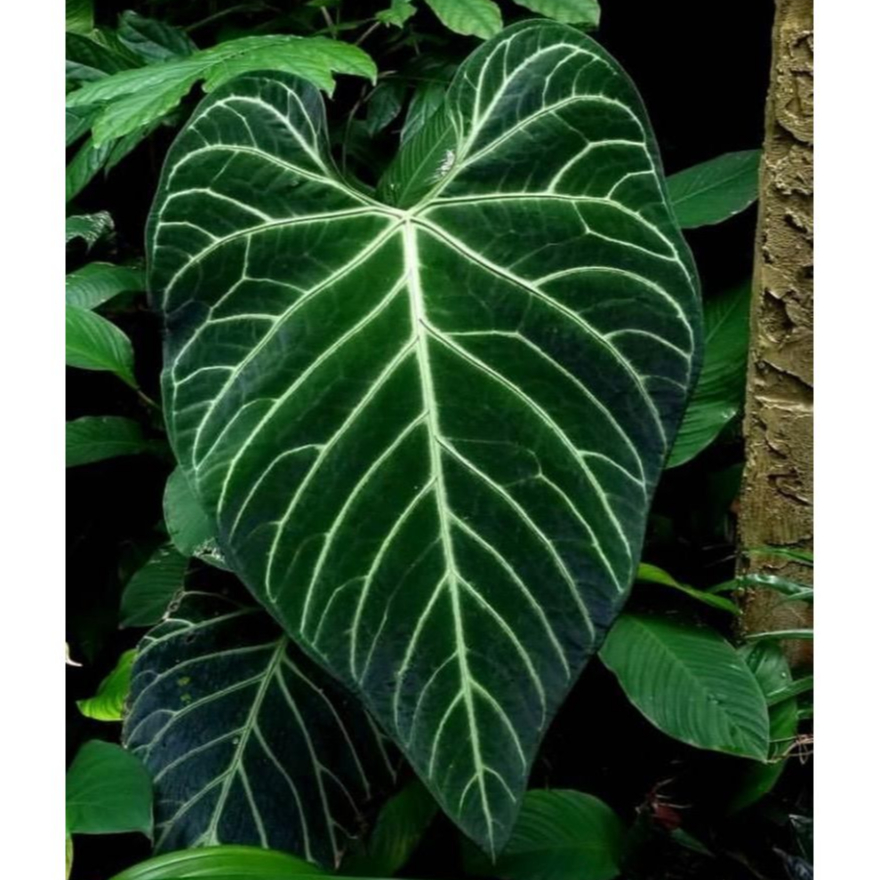 皇 火鶴 花燭 Anthurium regale 雨林 觀葉 斑葉 網紅 IG 室內 植物 小李植栽