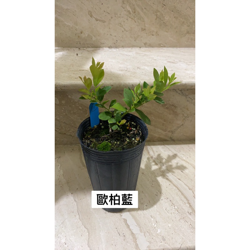 藍莓扦插苗 歐柏藍 台灣自育品種（3.5吋盆）南高