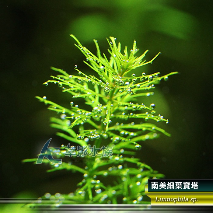 【AC草影】南美細葉寶塔【四株】水草販售 中景草 南美細葉寶塔 戶外水草 造景水草 水草造景