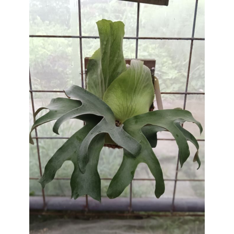 蕨竅~阿提密斯鹿角蕨|P.Artemis|阿提密斯|阿提米斯|鹿角蕨|月神|月神鹿角蕨|側芽販售|Artemis