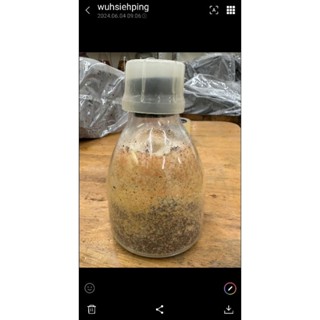 牛樟芝菌種 木屑菌 原生子實體 野生菌種 原生菌種 牛樟球狀菇菌種