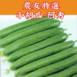 小胡瓜(小黃瓜)-阿秀 農友種苗特選蔬果種子 小胡瓜種子