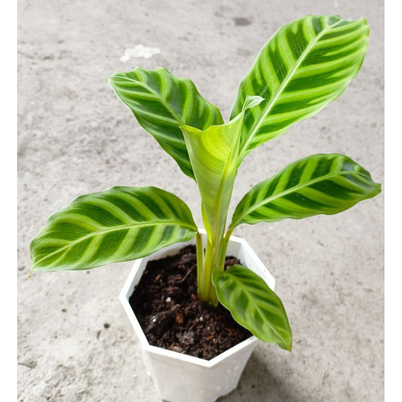 玫森 天鵝絨竹芋 4吋盆 觀葉植物